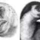 Dibujos: Danielle Dufault